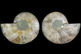 Cut & Polished, Agatized Ammonite Fossil - Madagascar #183232-1